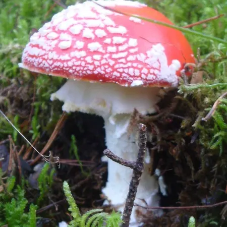 Palazio فندق Nerín